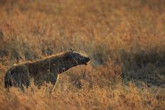 African lion in shadow (Leo panthera), Ngorongoro Crater, Tanzania, East Africa, Africa-Ashley Morgan-Photographic Print