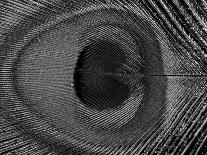 Close-Up of the Eye of a Peacock Feather, (Pavo Cristatus)-Ashok Jain-Framed Premium Photographic Print