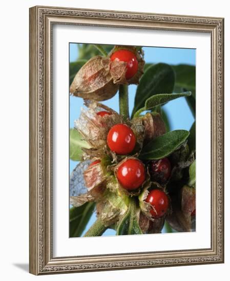 Ashwagandha Berries on Branch-Ottmar Diez-Framed Photographic Print