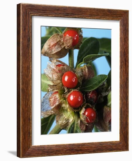 Ashwagandha Berries on Branch-Ottmar Diez-Framed Photographic Print