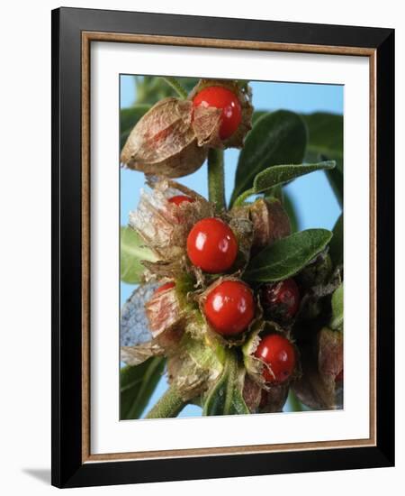 Ashwagandha Berries on Branch-Ottmar Diez-Framed Photographic Print