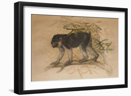 Ashy-Black Macaque (Macacus Ocreatus), 1869-Joseph Wolf-Framed Giclee Print