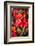 Asia, Bhutan, Thimphu, Chili Peppers for Sale in Market-Ellen Goff-Framed Photographic Print