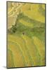 Asia, Bhutan, Trongsa Area. Rice Paddies-Ellen Goff-Mounted Photographic Print