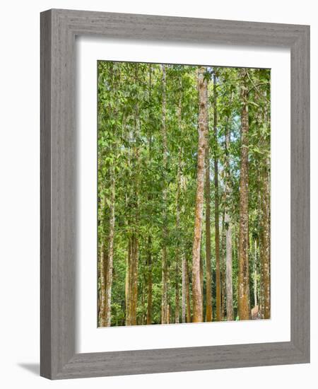 Asia, Cambodia, Angkor Watt, Siem Reap, Fog with sunrays in the trees-Terry Eggers-Framed Photographic Print