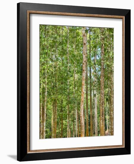 Asia, Cambodia, Angkor Watt, Siem Reap, Fog with sunrays in the trees-Terry Eggers-Framed Photographic Print