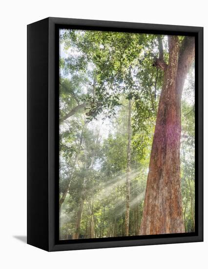 Asia, Cambodia, Angkor Watt, Siem Reap, Fog with sunrays in the trees-Terry Eggers-Framed Premier Image Canvas