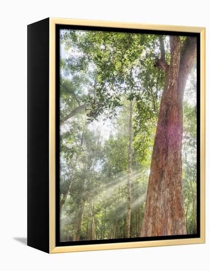 Asia, Cambodia, Angkor Watt, Siem Reap, Fog with sunrays in the trees-Terry Eggers-Framed Premier Image Canvas