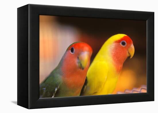 Asia, China, Hong Kong. Yuen Po Street bird market, love birds-Stuart Westmorland-Framed Premier Image Canvas