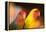 Asia, China, Hong Kong. Yuen Po Street bird market, love birds-Stuart Westmorland-Framed Premier Image Canvas