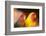 Asia, China, Hong Kong. Yuen Po Street bird market, love birds-Stuart Westmorland-Framed Photographic Print