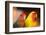 Asia, China, Hong Kong. Yuen Po Street bird market, love birds-Stuart Westmorland-Framed Photographic Print