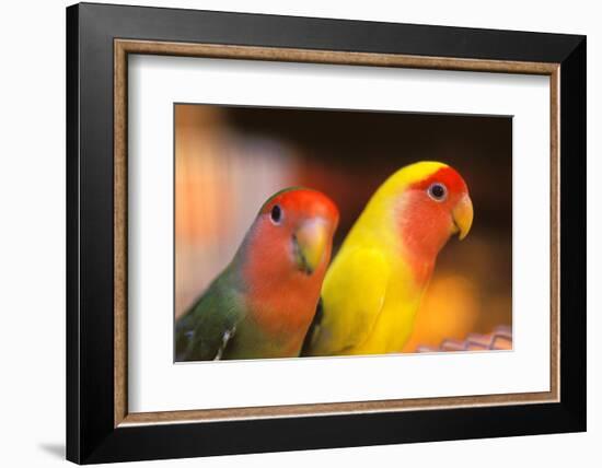 Asia, China, Hong Kong. Yuen Po Street bird market, love birds-Stuart Westmorland-Framed Photographic Print