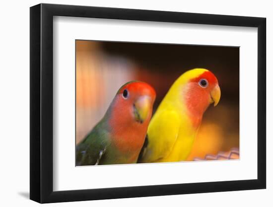 Asia, China, Hong Kong. Yuen Po Street bird market, love birds-Stuart Westmorland-Framed Photographic Print