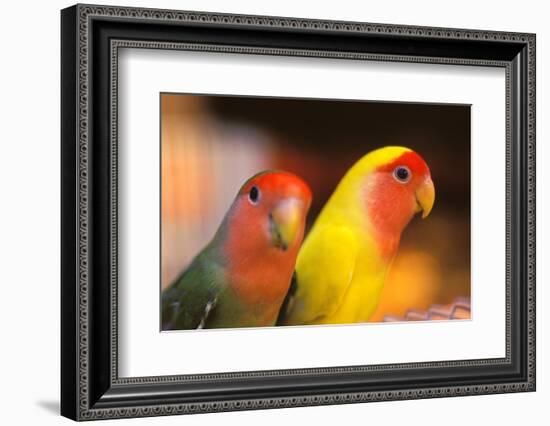 Asia, China, Hong Kong. Yuen Po Street bird market, love birds-Stuart Westmorland-Framed Photographic Print