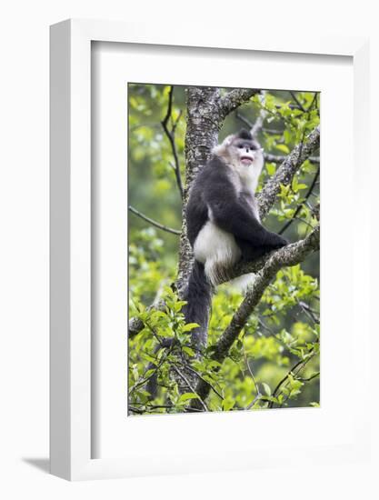 Asia, China, Yunnan Province, Yun-ling Mountains, Tacheng, black snub-nosed monkey. An endangered m-Ellen Goff-Framed Photographic Print