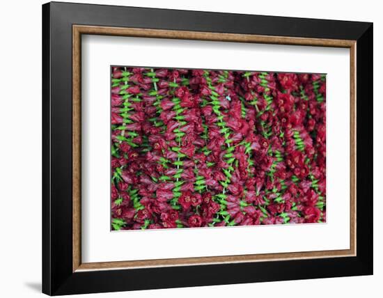 Asia, India, Calcutta. Hibiscus garlands in the flower market in Calcutta.-Kymri Wilt-Framed Photographic Print