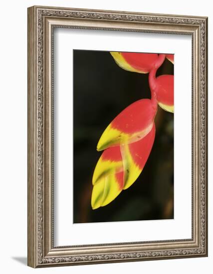 Asia, Indonesia. Heliconia Rostrata Flower-David Slater-Framed Photographic Print