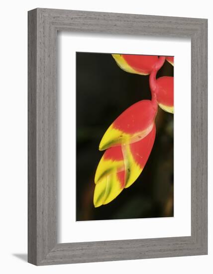 Asia, Indonesia. Heliconia Rostrata Flower-David Slater-Framed Photographic Print