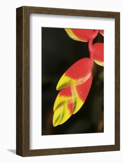 Asia, Indonesia. Heliconia Rostrata Flower-David Slater-Framed Photographic Print