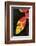 Asia, Indonesia. Heliconia Rostrata Flower-David Slater-Framed Photographic Print