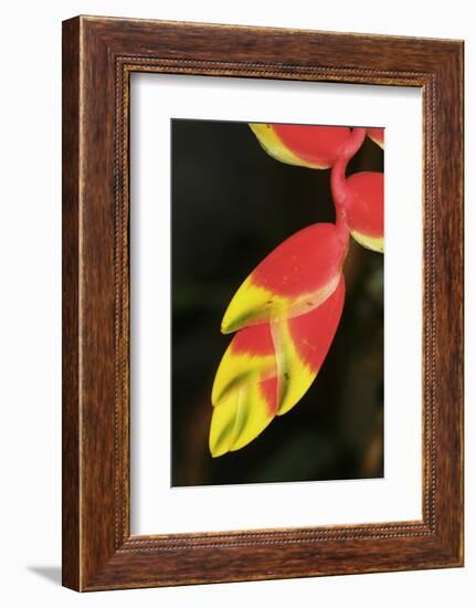 Asia, Indonesia. Heliconia Rostrata Flower-David Slater-Framed Photographic Print