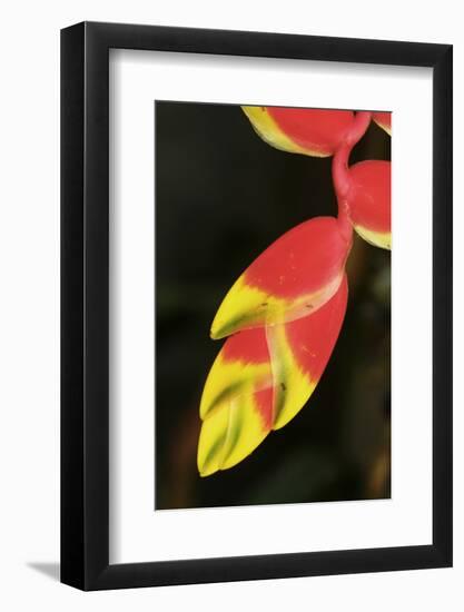 Asia, Indonesia. Heliconia Rostrata Flower-David Slater-Framed Photographic Print