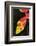 Asia, Indonesia. Heliconia Rostrata Flower-David Slater-Framed Photographic Print