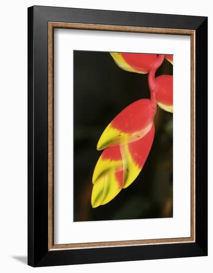 Asia, Indonesia. Heliconia Rostrata Flower-David Slater-Framed Photographic Print