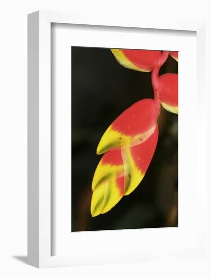 Asia, Indonesia. Heliconia Rostrata Flower-David Slater-Framed Photographic Print
