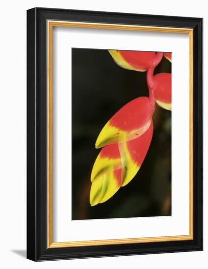 Asia, Indonesia. Heliconia Rostrata Flower-David Slater-Framed Photographic Print