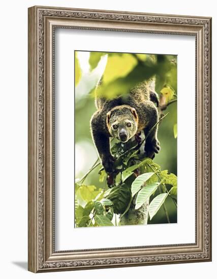 Asia, Indonesia, Sulawesi. Ailurops Ursinus, Bear Cuscus Descending a Tree-David Slater-Framed Photographic Print