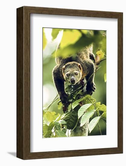 Asia, Indonesia, Sulawesi. Ailurops Ursinus, Bear Cuscus Descending a Tree-David Slater-Framed Photographic Print