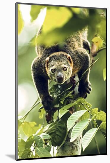 Asia, Indonesia, Sulawesi. Ailurops Ursinus, Bear Cuscus Descending a Tree-David Slater-Mounted Photographic Print