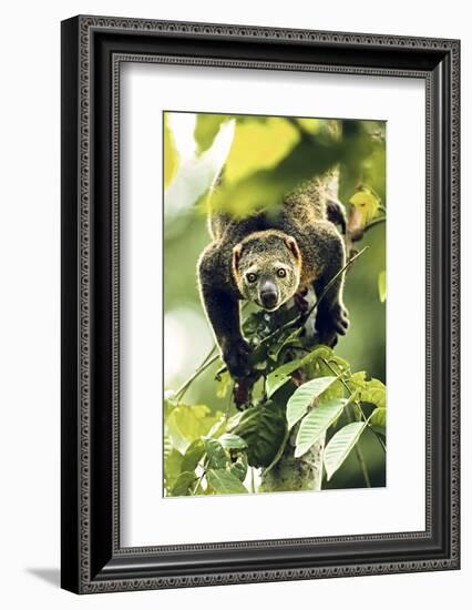 Asia, Indonesia, Sulawesi. Ailurops Ursinus, Bear Cuscus Descending a Tree-David Slater-Framed Photographic Print