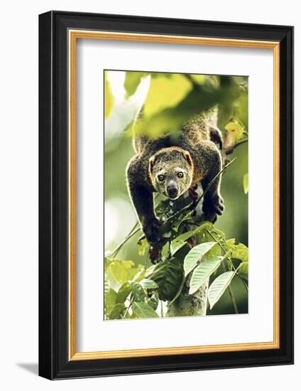 Asia, Indonesia, Sulawesi. Ailurops Ursinus, Bear Cuscus Descending a Tree-David Slater-Framed Photographic Print