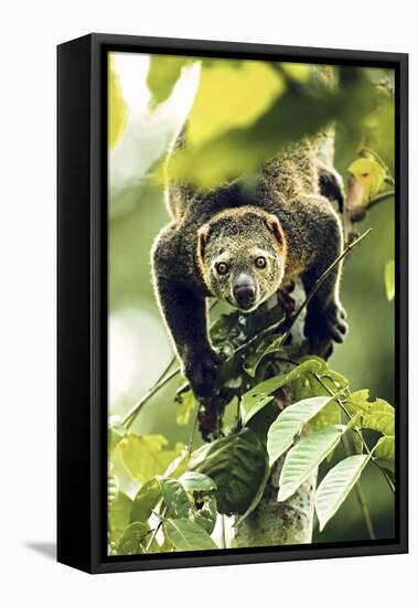 Asia, Indonesia, Sulawesi. Ailurops Ursinus, Bear Cuscus Descending a Tree-David Slater-Framed Premier Image Canvas