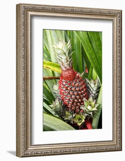 Asia, Indonesia, Sulawesi. Ananas Comosus, Edible Pineapple Fruit Grown on a Local Farm-David Slater-Framed Photographic Print