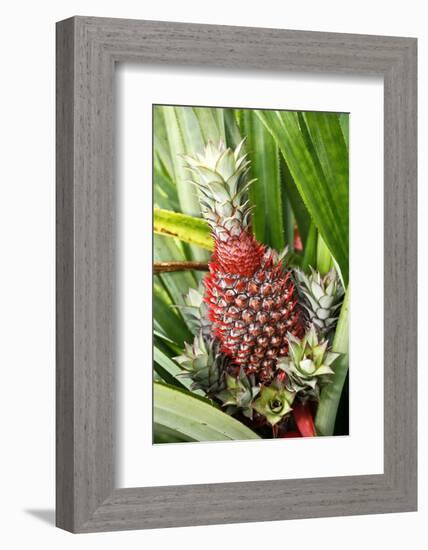 Asia, Indonesia, Sulawesi. Ananas Comosus, Edible Pineapple Fruit Grown on a Local Farm-David Slater-Framed Photographic Print