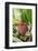 Asia, Indonesia, Sulawesi. Ananas Comosus, Edible Pineapple Fruit Grown on a Local Farm-David Slater-Framed Photographic Print