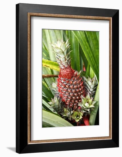 Asia, Indonesia, Sulawesi. Ananas Comosus, Edible Pineapple Fruit Grown on a Local Farm-David Slater-Framed Photographic Print