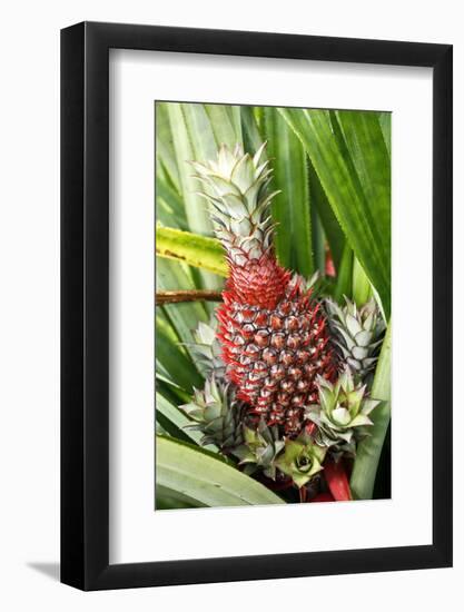 Asia, Indonesia, Sulawesi. Ananas Comosus, Edible Pineapple Fruit Grown on a Local Farm-David Slater-Framed Photographic Print