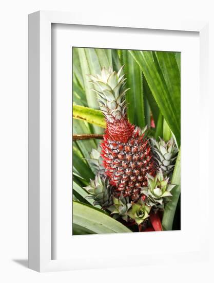 Asia, Indonesia, Sulawesi. Ananas Comosus, Edible Pineapple Fruit Grown on a Local Farm-David Slater-Framed Photographic Print