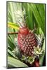 Asia, Indonesia, Sulawesi. Ananas Comosus, Edible Pineapple Fruit Grown on a Local Farm-David Slater-Mounted Photographic Print