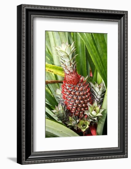 Asia, Indonesia, Sulawesi. Ananas Comosus, Edible Pineapple Fruit Grown on a Local Farm-David Slater-Framed Photographic Print
