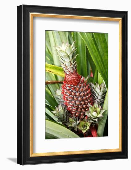 Asia, Indonesia, Sulawesi. Ananas Comosus, Edible Pineapple Fruit Grown on a Local Farm-David Slater-Framed Photographic Print