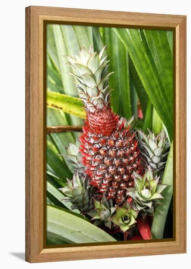 Asia, Indonesia, Sulawesi. Ananas Comosus, Edible Pineapple Fruit Grown on a Local Farm-David Slater-Framed Premier Image Canvas