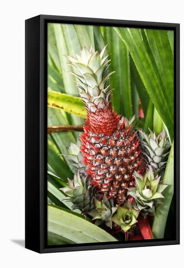 Asia, Indonesia, Sulawesi. Ananas Comosus, Edible Pineapple Fruit Grown on a Local Farm-David Slater-Framed Premier Image Canvas