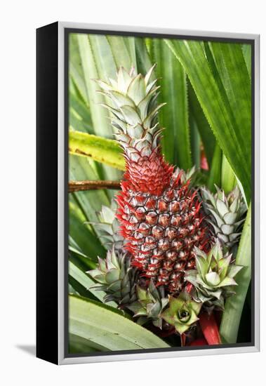 Asia, Indonesia, Sulawesi. Ananas Comosus, Edible Pineapple Fruit Grown on a Local Farm-David Slater-Framed Premier Image Canvas