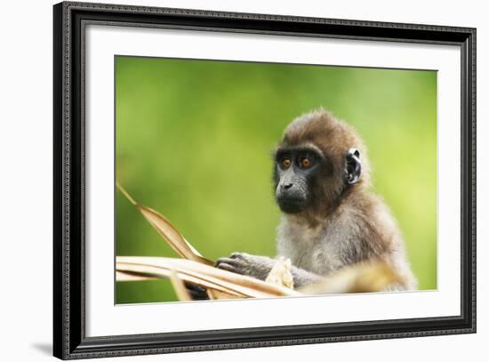 Asia, Indonesia, Sulawesi, Buton Island. Juvenile Buton Macaque-David Slater-Framed Photographic Print